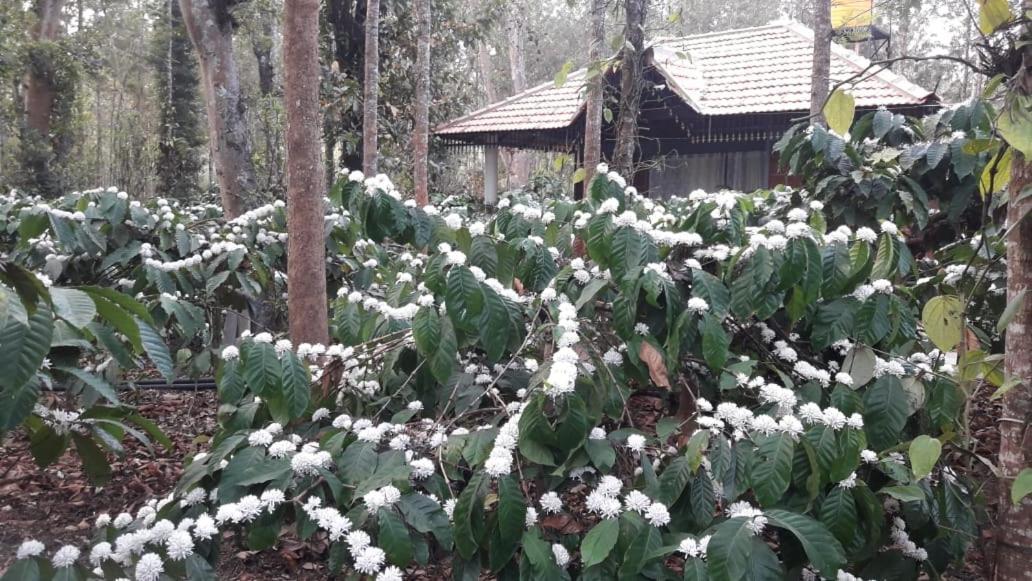 Rai Cottage @ Coorg ,Suntikoppa Экстерьер фото